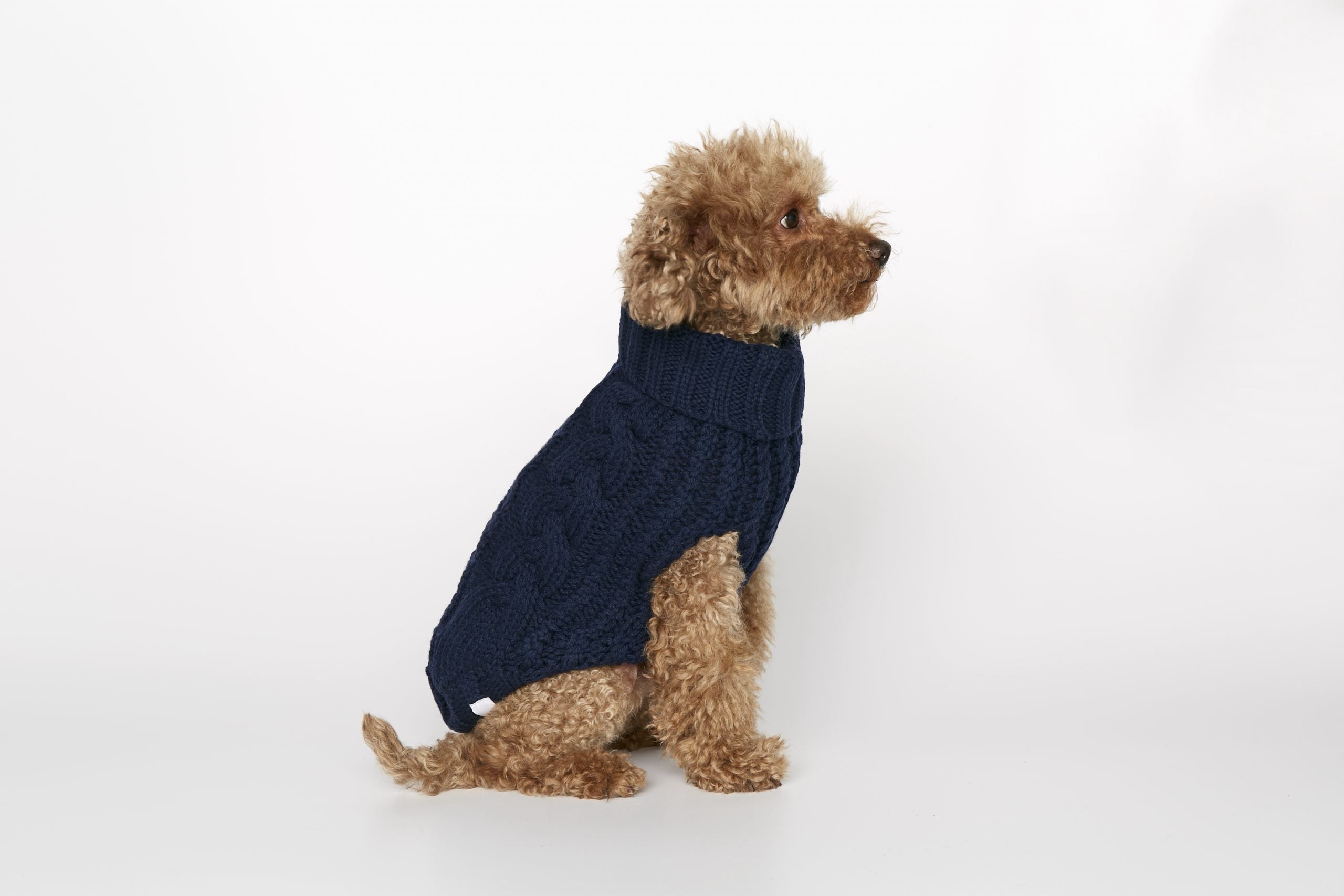 Jersey perro John B Marino image 2