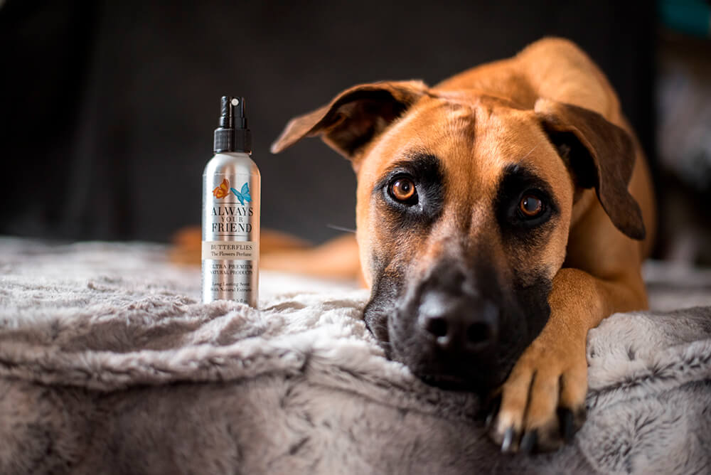 Always Your Friend Perfume Butterflies image 3