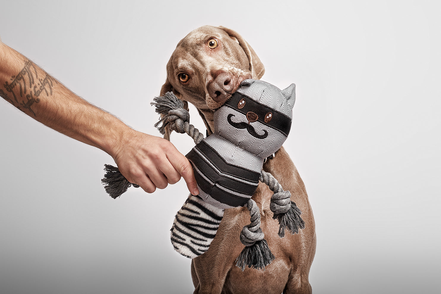 Brutus Mapache Dog image 1