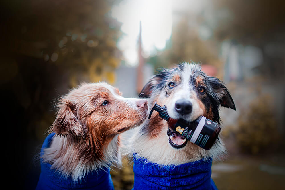 Always Your Friend - Champú cachorro image 2