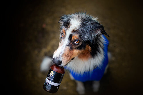 Always Your Friend - Champú cachorro image 1