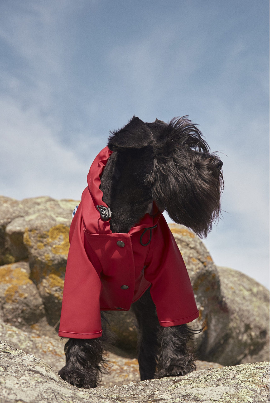 Chubasquero perro Sarah Rojo image 0