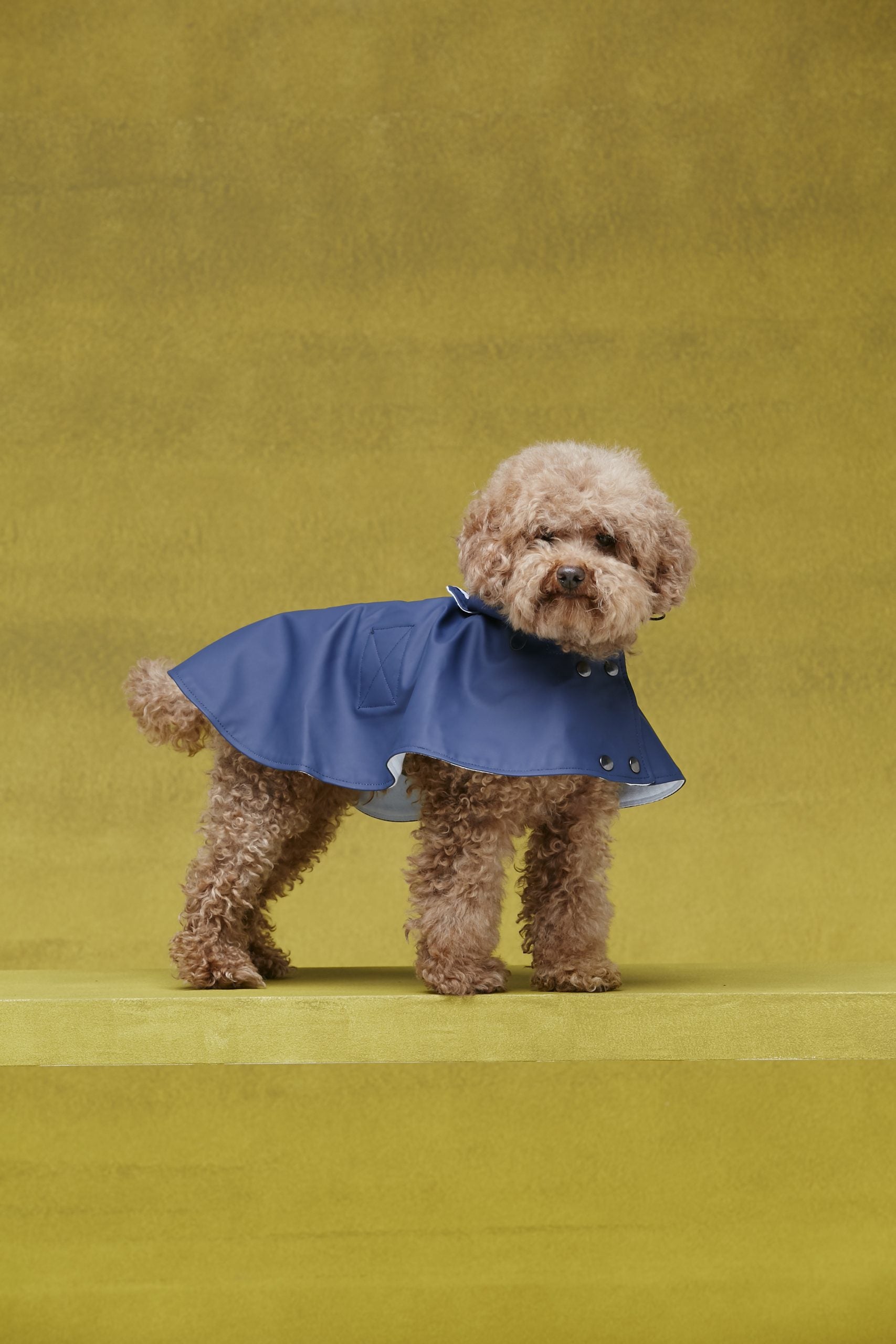 Capa de lluvia perro William image 0