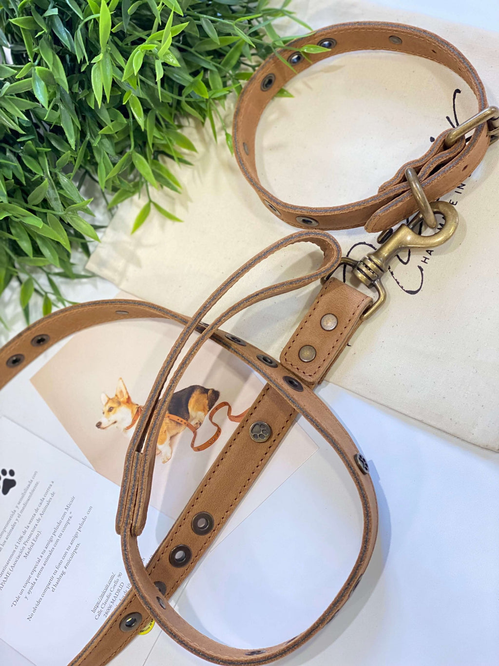 Micuir Pets Correa Tachas image 4