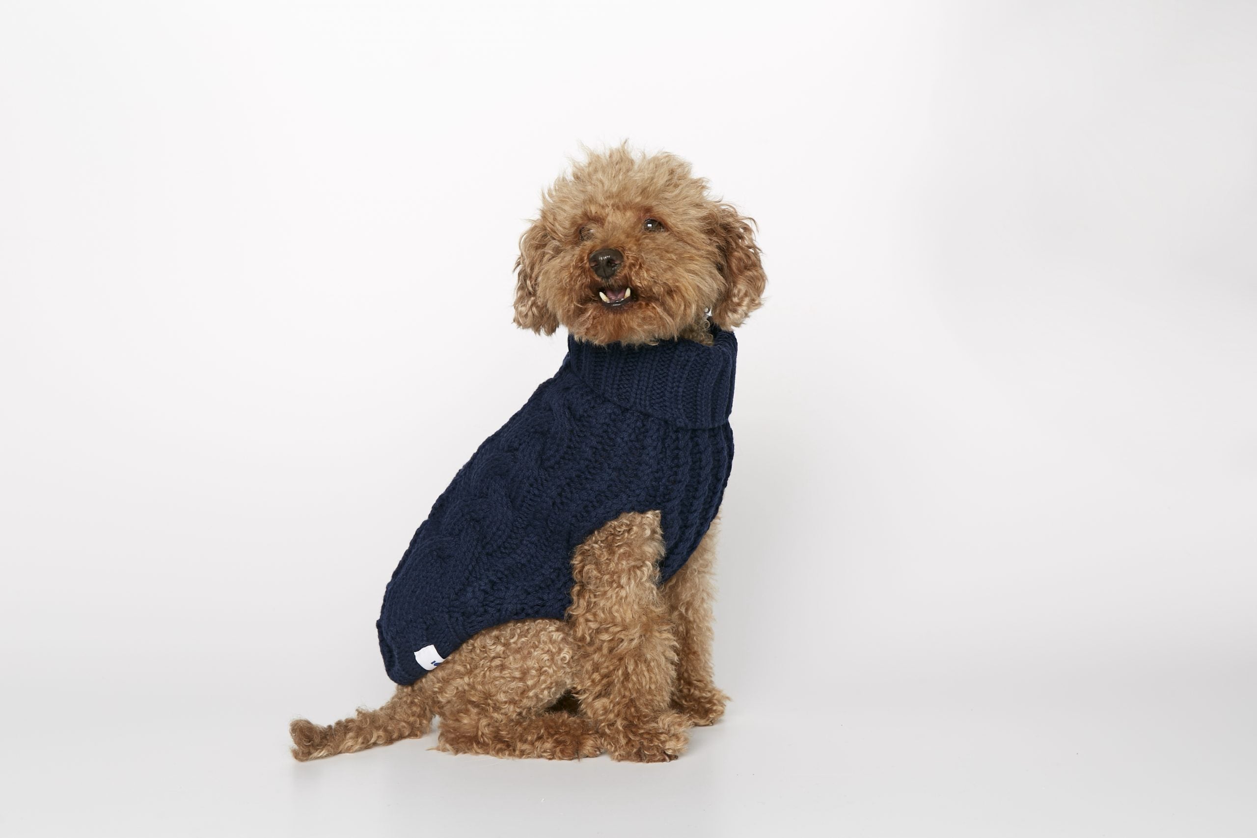 Jersey perro John B Marino image 0