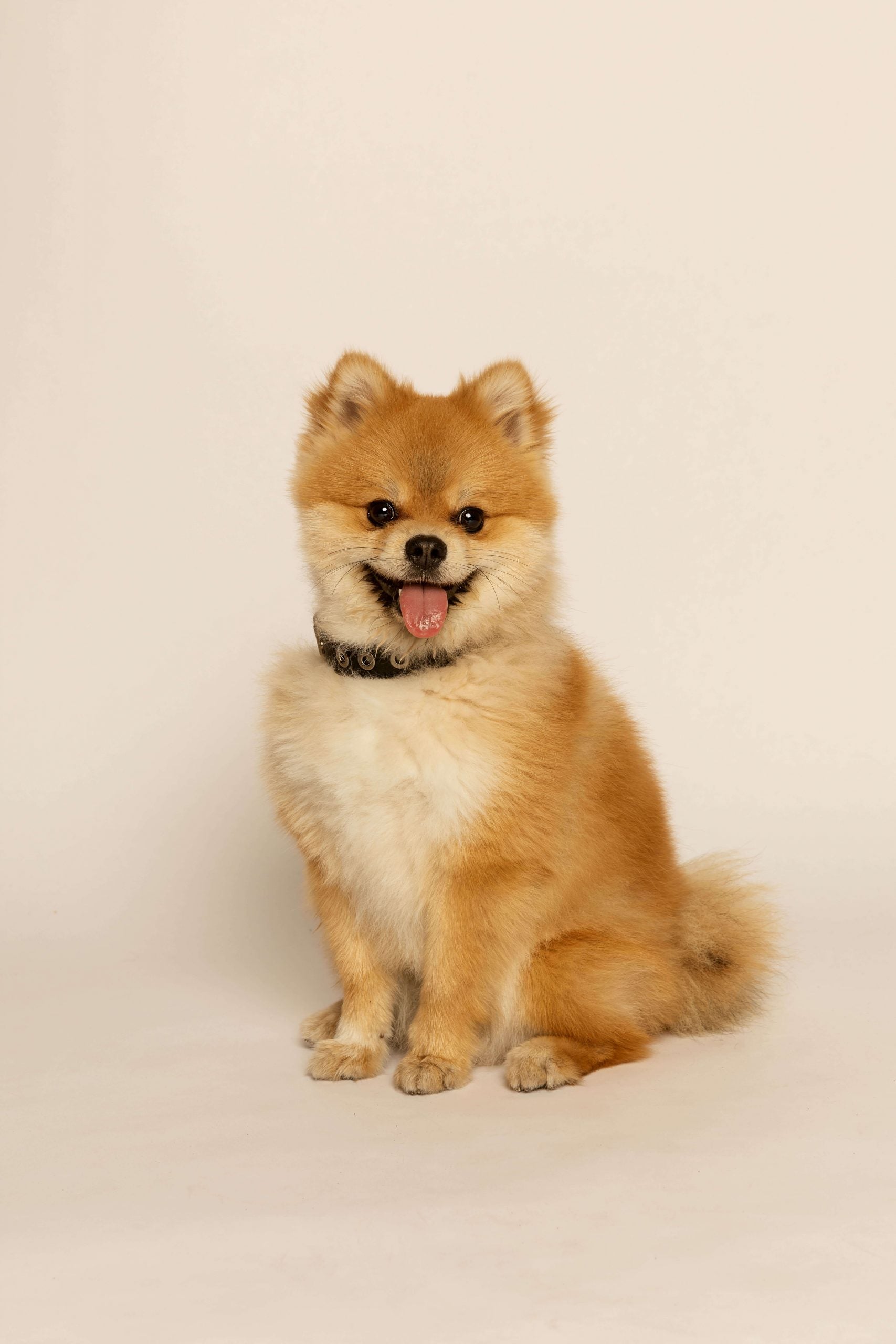 Micuir Pets Collar Tachas image 1