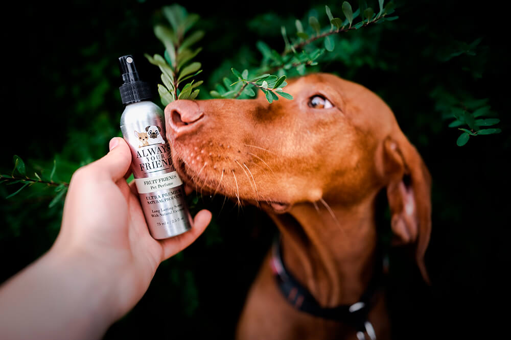 Always Your Friend Perfume Fruit and Friends image 3