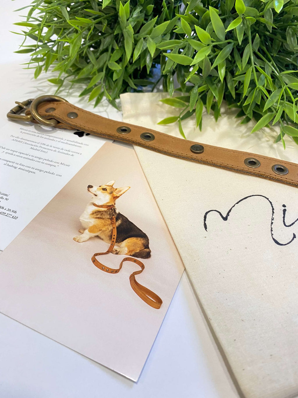 Micuir Pets Collar Tachas - S CUERO image