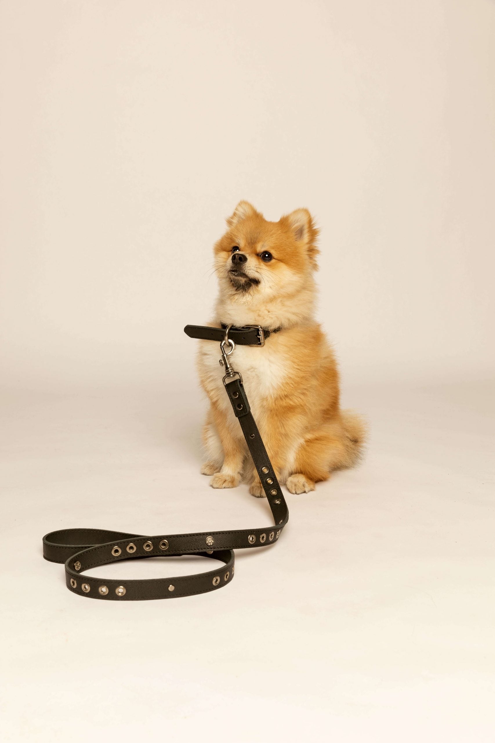 Micuir Pets Collar Tachas image 7