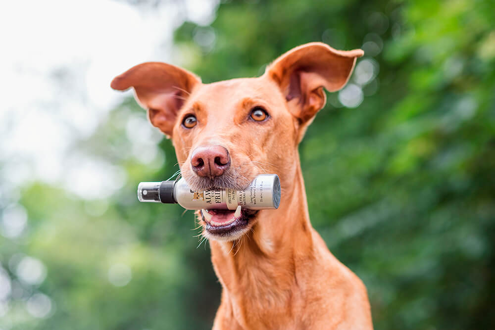 Always Your Friend Perfume Fruit and Friends image 2