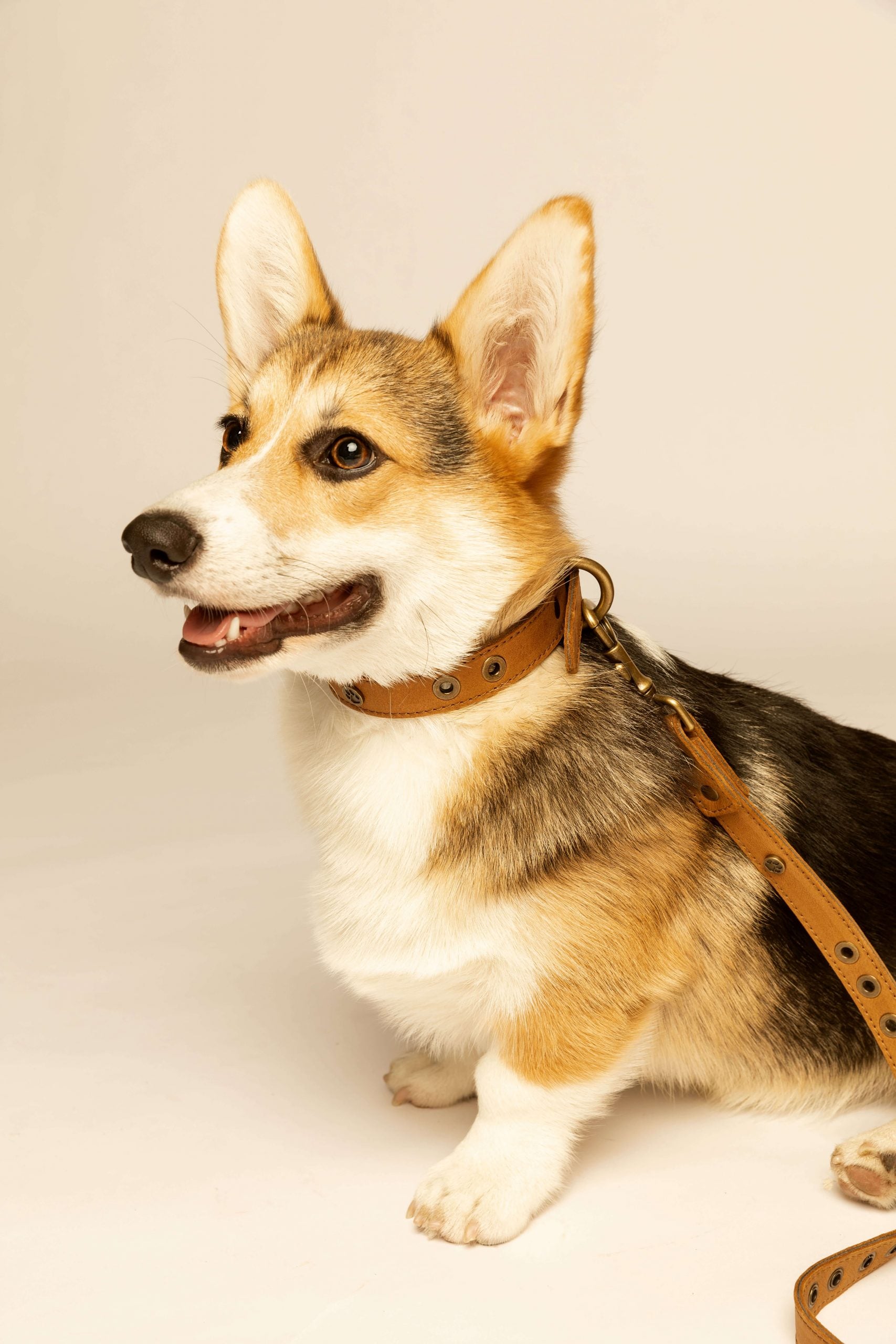 Micuir Pets Collar Tachas image 4