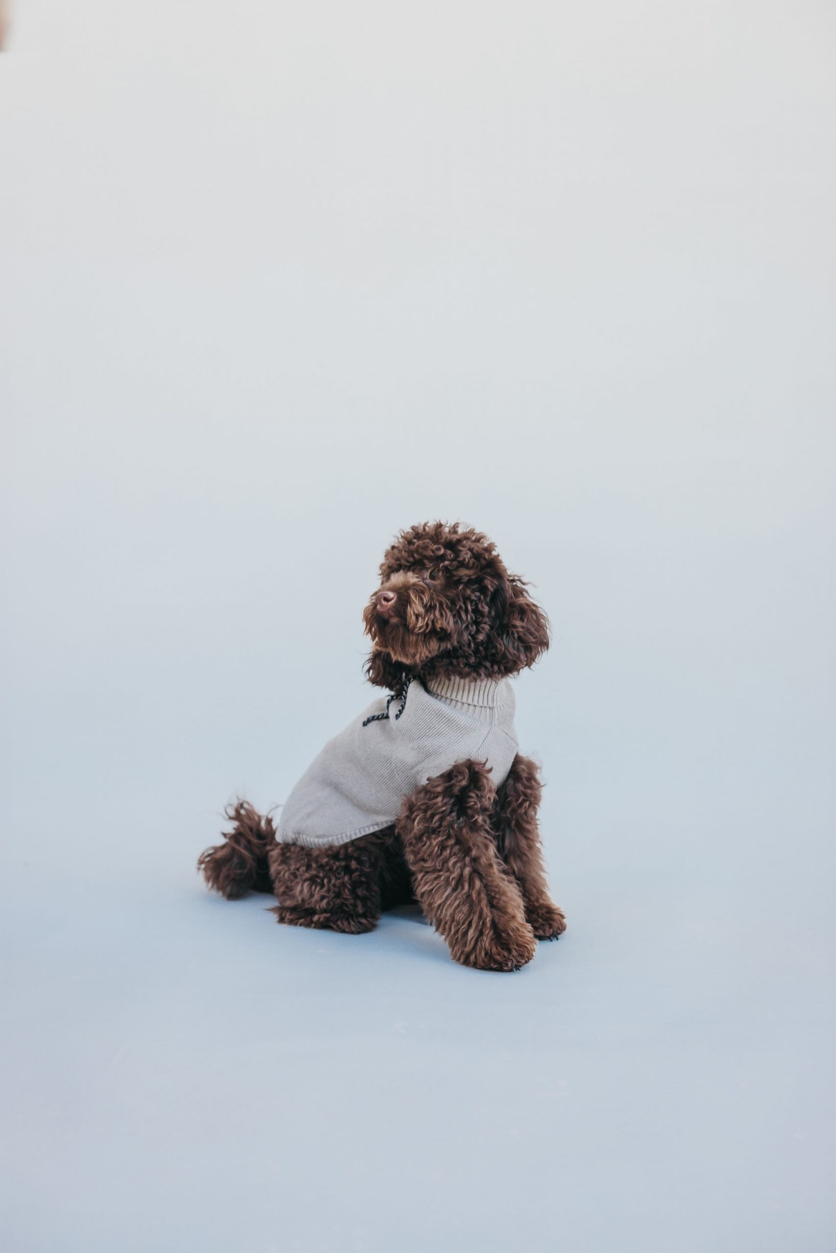 Jersey beige Le Dangerouge L image 4