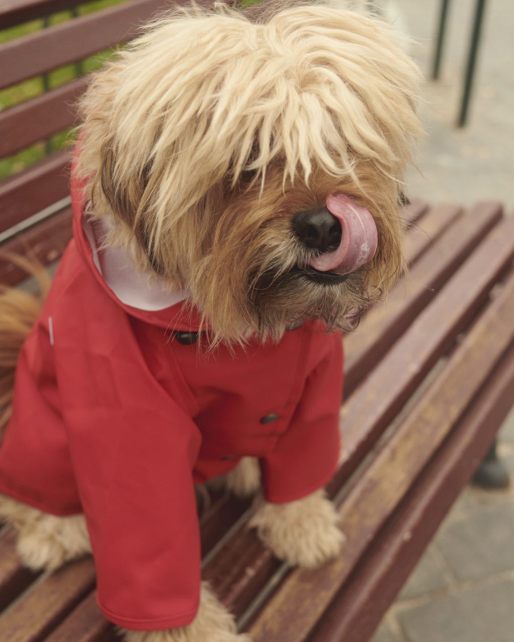 Chubasquero perro Sarah Rojo image 2