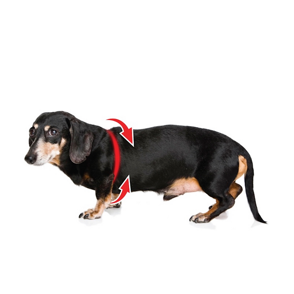 Buddy Belts Premium Red image 2