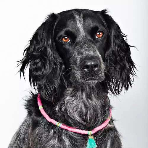 Dwam Choker Bondie Beach image 4