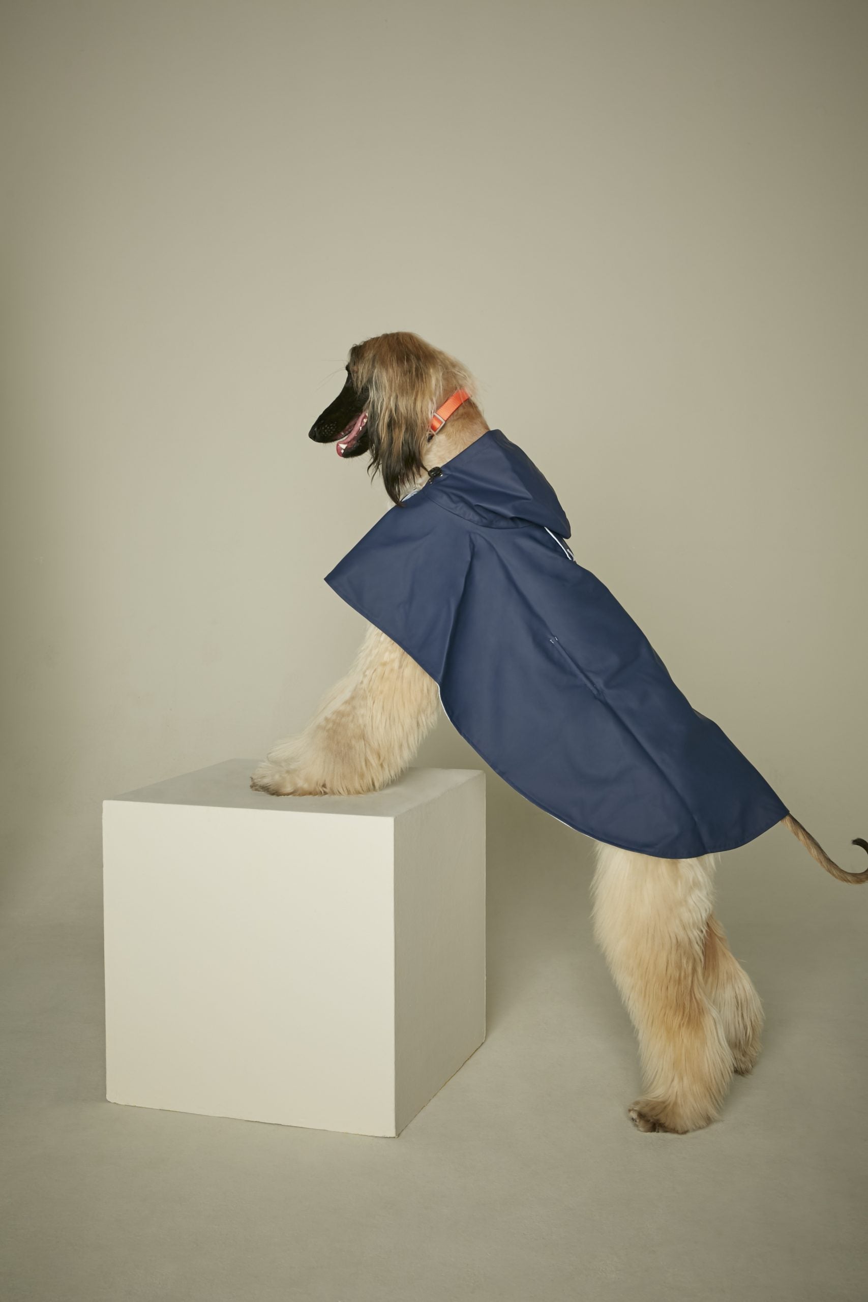 Capa de lluvia perro William image 4