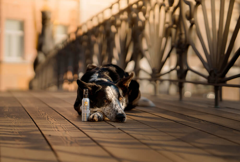 Always Your Friend Perfume Puppy Powder image 3